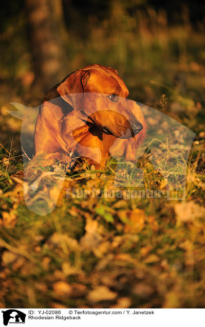 Rhodesian Ridgeback / Rhodesian Ridgeback / YJ-02086