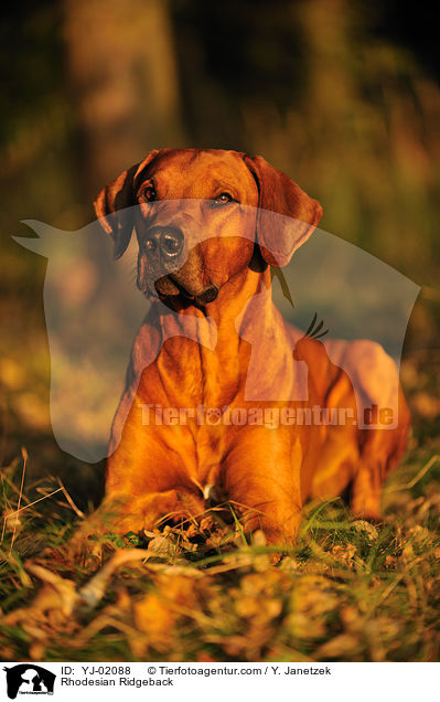 Rhodesian Ridgeback / Rhodesian Ridgeback / YJ-02088