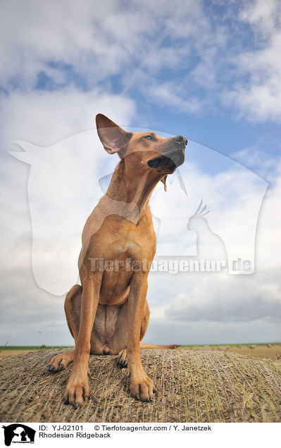 Rhodesian Ridgeback / Rhodesian Ridgeback / YJ-02101
