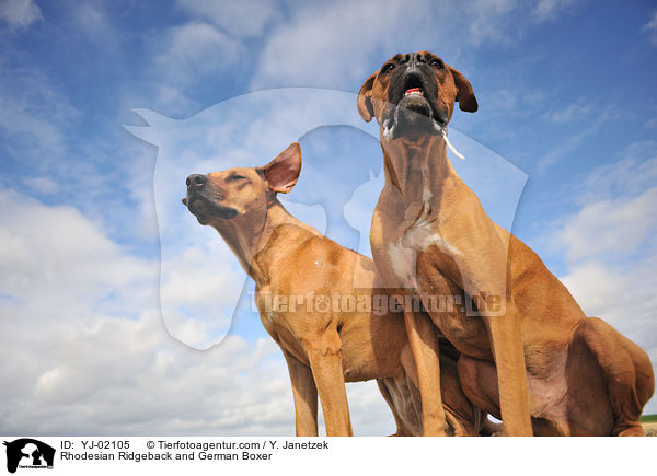 Rhodesian Ridgeback und Deutscher Boxer / Rhodesian Ridgeback and German Boxer / YJ-02105