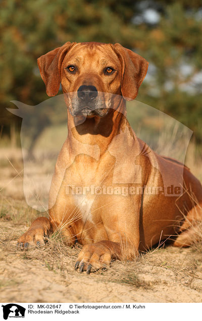 Rhodesian Ridgeback / Rhodesian Ridgeback / MK-02647