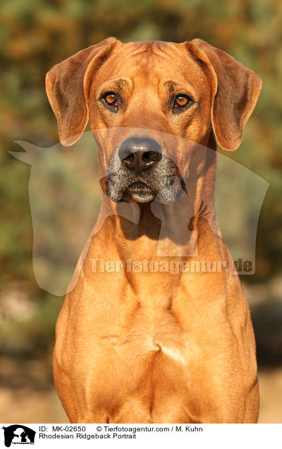 Rhodesian Ridgeback Portrait / Rhodesian Ridgeback Portrait / MK-02650