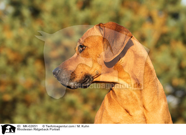 Rhodesian Ridgeback Portrait / Rhodesian Ridgeback Portrait / MK-02651