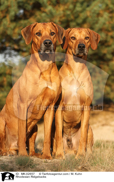 Rhodesian Ridgebacks / Rhodesian Ridgebacks / MK-02657