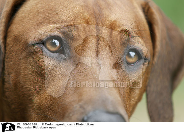 Rhodesian Ridgeback eyes / BS-03888