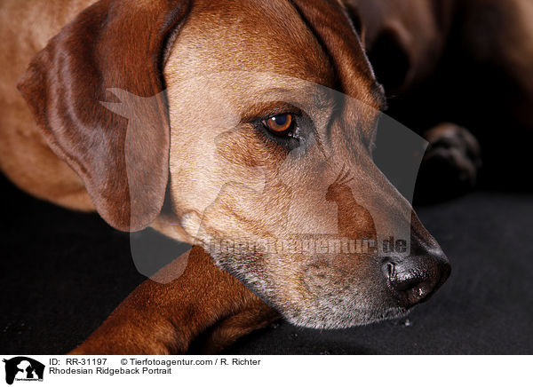 Rhodesian Ridgeback Portrait / Rhodesian Ridgeback Portrait / RR-31197