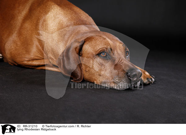 liegender Rhodesian Ridgeback / lying Rhodesian Ridgeback / RR-31210
