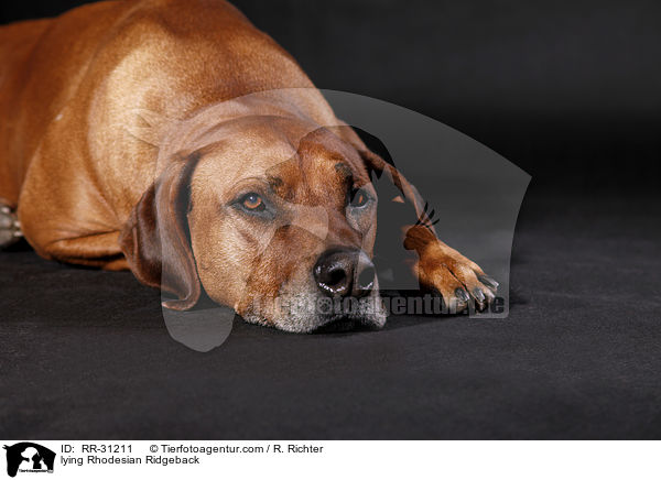 liegender Rhodesian Ridgeback / lying Rhodesian Ridgeback / RR-31211