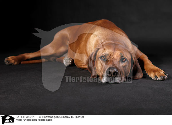 liegender Rhodesian Ridgeback / lying Rhodesian Ridgeback / RR-31214