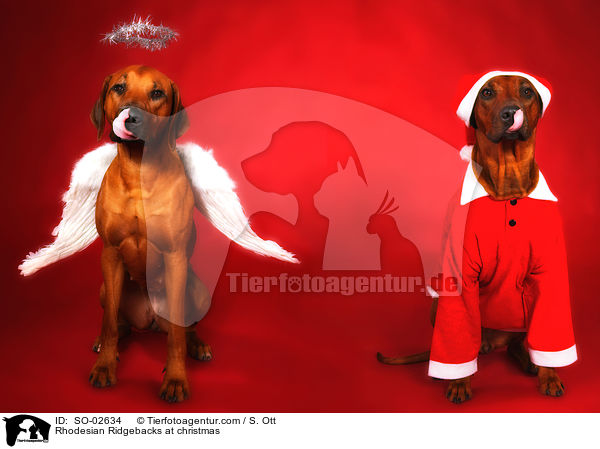 Rhodesian Ridgebacks zu Weihnachten / Rhodesian Ridgebacks at christmas / SO-02634