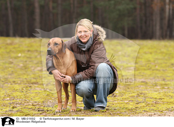 Rhodesian Ridgeback / Rhodesian Ridgeback / MB-01692
