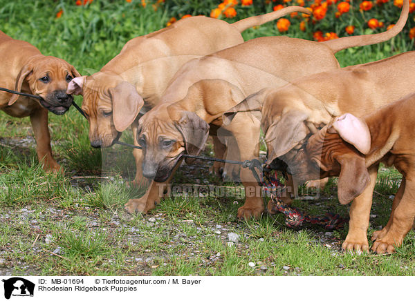 Rhodesian Ridgeback Welpen / Rhodesian Ridgeback Puppies / MB-01694