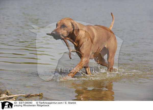 spielender Rhodesian Ridgeback / playing Rhodesian Ridgeback / SST-08090