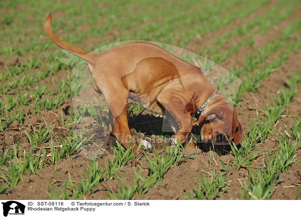 Rhodesian Ridgeback Welpe / Rhodesian Ridgeback Puppy / SST-08116