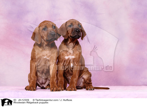 Rhodesian Ridgeback Welpen / Rhodesian Ridgeback puppies / JH-12309