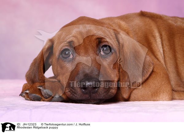 Rhodesian Ridgeback Welpe / Rhodesian Ridgeback puppy / JH-12323