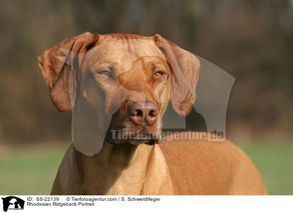 Rhodesian Ridgeback Portrait / Rhodesian Ridgeback Portrait / SS-22139