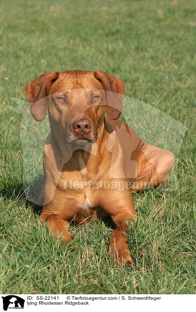 liegender Rhodesian Ridgeback / lying Rhodesian Ridgeback / SS-22141