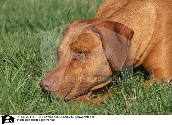 Rhodesian Ridgeback Portrait / Rhodesian Ridgeback Portrait / SS-22146