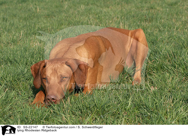 liegender Rhodesian Ridgeback / lying Rhodesian Ridgeback / SS-22147