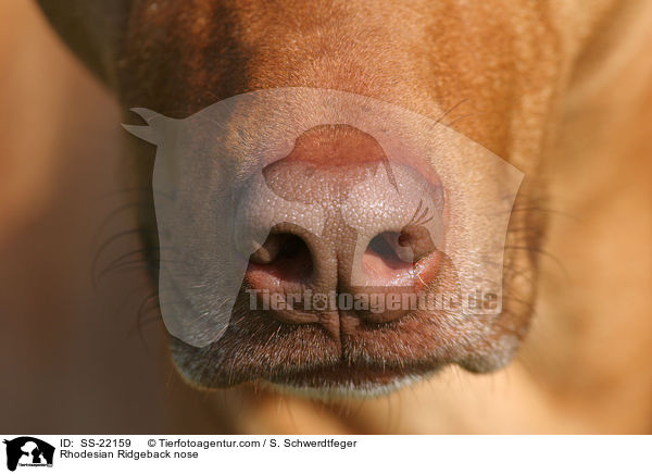 Rhodesian Ridgeback Nase / Rhodesian Ridgeback nose / SS-22159
