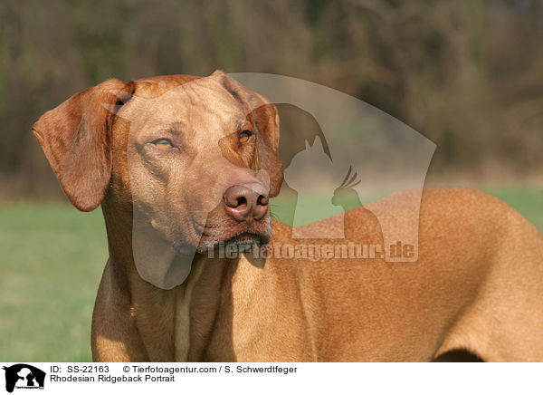 Rhodesian Ridgeback Portrait / Rhodesian Ridgeback Portrait / SS-22163