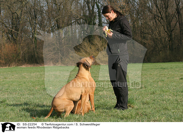 Frau fttert Rhodesian Ridgebacks / woman feeds Rhodesian Ridgebacks / SS-22254