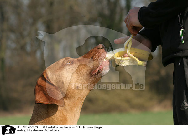 fressender Rhodesian Ridgeback / eating Rhodesian Ridgeback / SS-22373