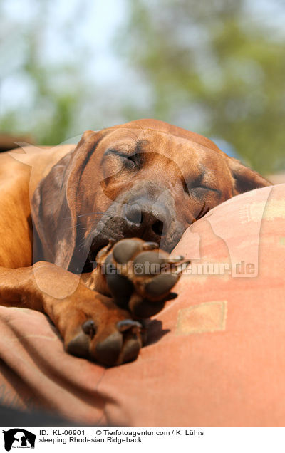 schlafender Rhodesian Ridgeback / sleeping Rhodesian Ridgeback / KL-06901