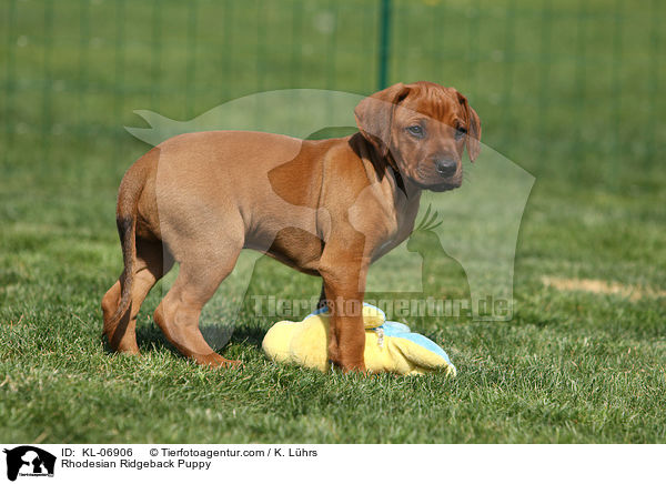 Rhodesian Ridgeback Welpe / Rhodesian Ridgeback Puppy / KL-06906
