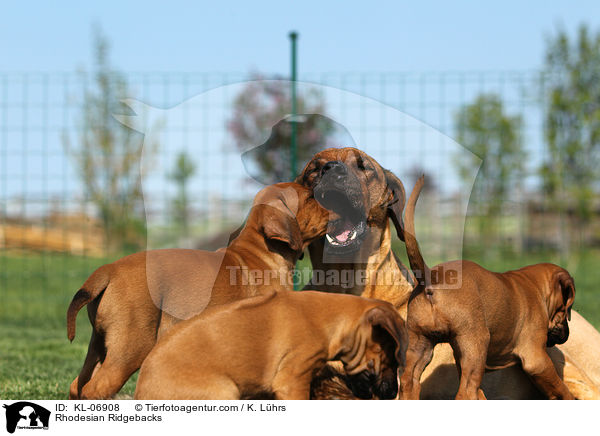 Rhodesian Ridgebacks / Rhodesian Ridgebacks / KL-06908