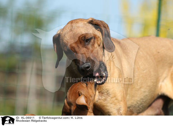 Rhodesian Ridgebacks / Rhodesian Ridgebacks / KL-06911