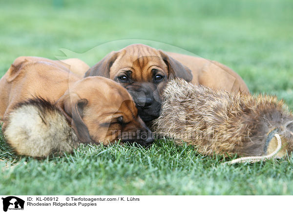 Rhodesian Ridgeback Welpen / Rhodesian Ridgeback Puppies / KL-06912