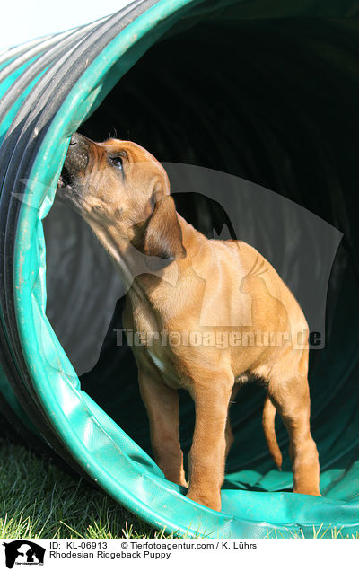 Rhodesian Ridgeback Welpe / Rhodesian Ridgeback Puppy / KL-06913