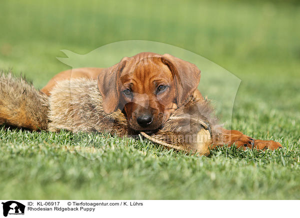 Rhodesian Ridgeback Welpe / Rhodesian Ridgeback Puppy / KL-06917