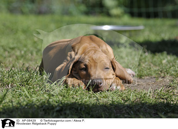 Rhodesian Ridgeback Welpe / Rhodesian Ridgeback Puppy / AP-08429