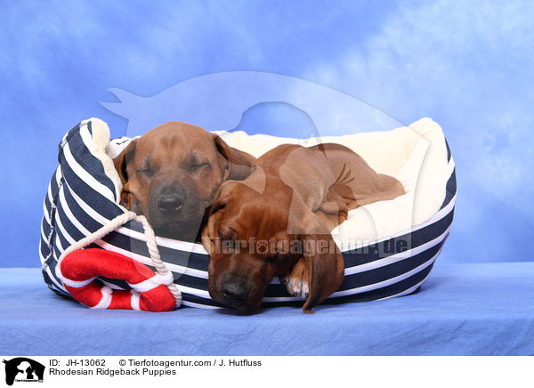 Rhodesian Ridgeback Welpen / Rhodesian Ridgeback Puppies / JH-13062