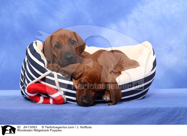Rhodesian Ridgeback Welpen / Rhodesian Ridgeback Puppies / JH-13063