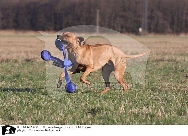 spielender Rhodesian Ridgeback / playing Rhodesian Ridgeback / MB-01788