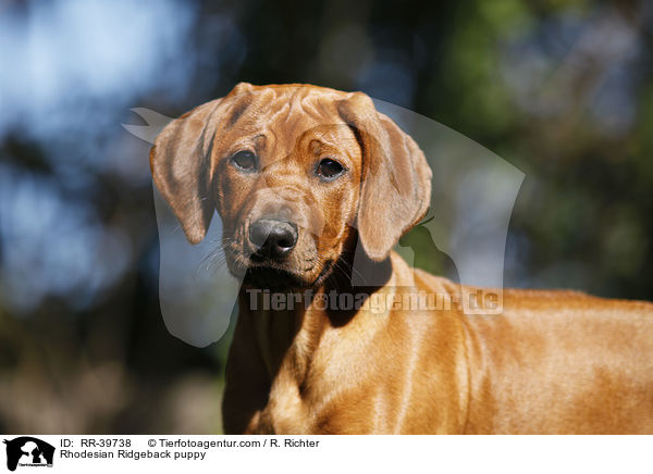 Rhodesian Ridgeback Welpe / Rhodesian Ridgeback puppy / RR-39738