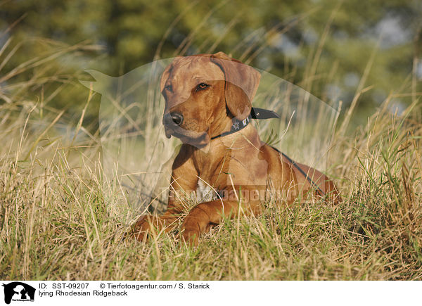 liegender Rhodesian Ridgeback / lying Rhodesian Ridgeback / SST-09207