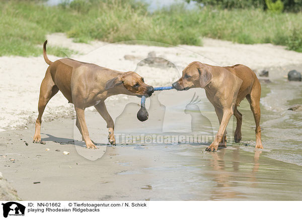 spielende Rhodesian Ridgebacks / playing Rhodesian Ridgebacks / NN-01662