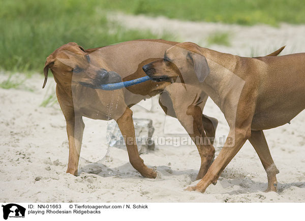 spielende Rhodesian Ridgebacks / playing Rhodesian Ridgebacks / NN-01663