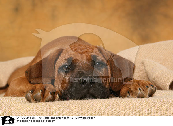 Rhodesian Ridgeback Welpe / Rhodesian Ridgeback Puppy / SS-24536