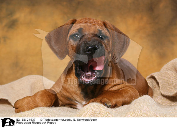 Rhodesian Ridgeback Welpe / Rhodesian Ridgeback Puppy / SS-24537