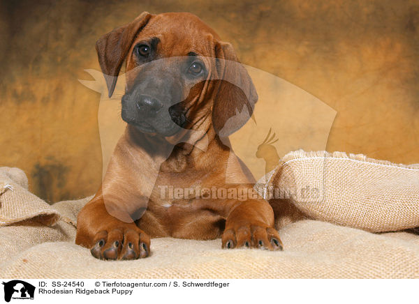 Rhodesian Ridgeback Welpe / Rhodesian Ridgeback Puppy / SS-24540