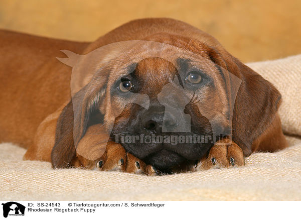 Rhodesian Ridgeback Welpe / Rhodesian Ridgeback Puppy / SS-24543