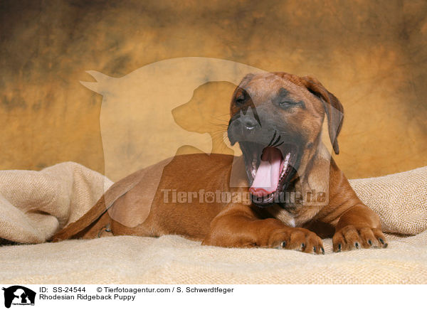 Rhodesian Ridgeback Welpe / Rhodesian Ridgeback Puppy / SS-24544