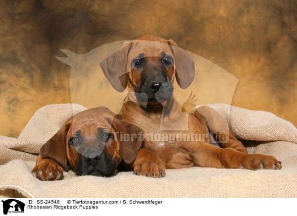 Rhodesian Ridgeback Welpen / Rhodesian Ridgeback Puppies / SS-24546