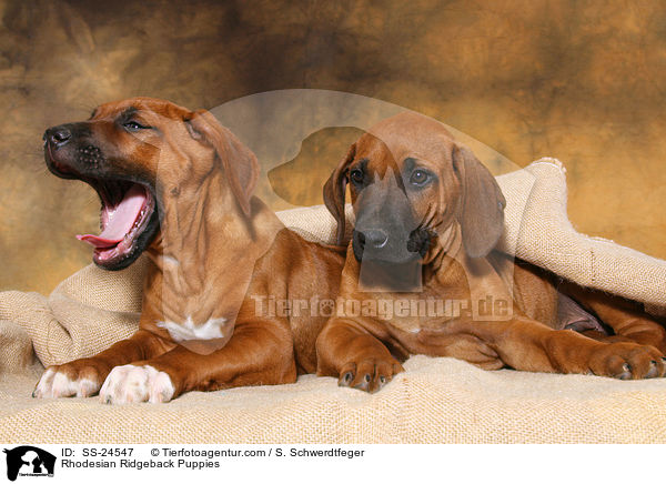 Rhodesian Ridgeback Welpen / Rhodesian Ridgeback Puppies / SS-24547